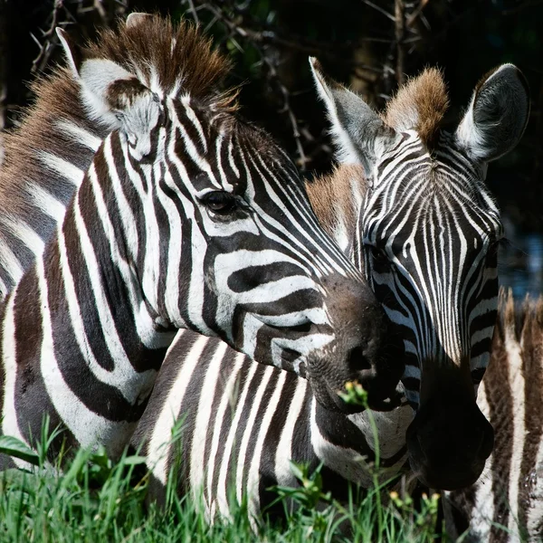 Dublu portret de zebre . — Fotografie, imagine de stoc