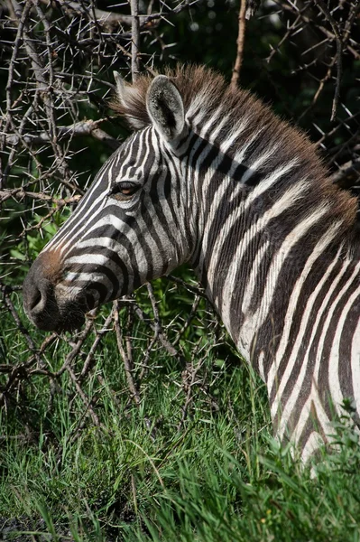 Portrait of a zebra. — Stock Photo, Image