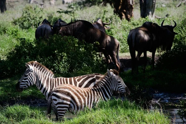 Twee Zebra 's. — Stockfoto