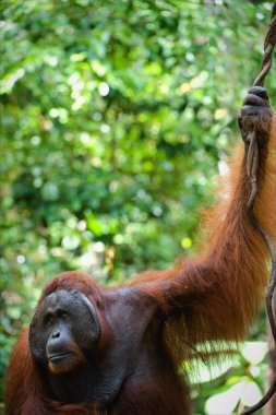 yetişkin erkek orangutanın.