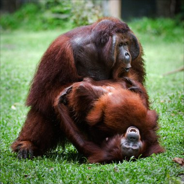 Orangutan love. clipart