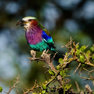 Lilac-breasted Roller with extraction. clipart