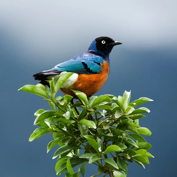 Pássaro em um ramo. — Fotografia de Stock