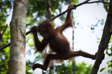 yavru orangutan dal.