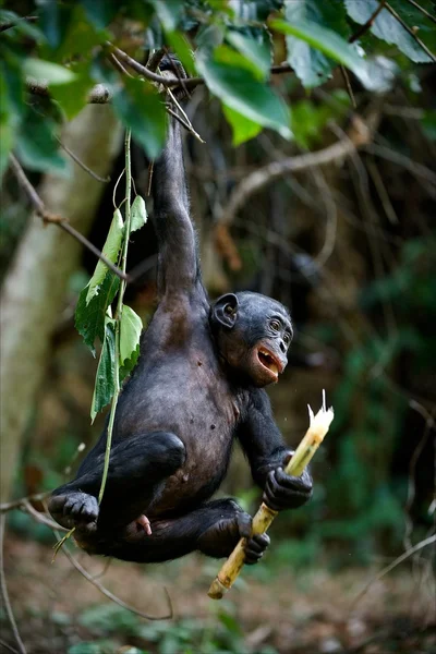 Бонобо-детёныш . — стоковое фото