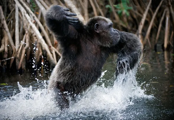 Chimpansee in water — Stockfoto