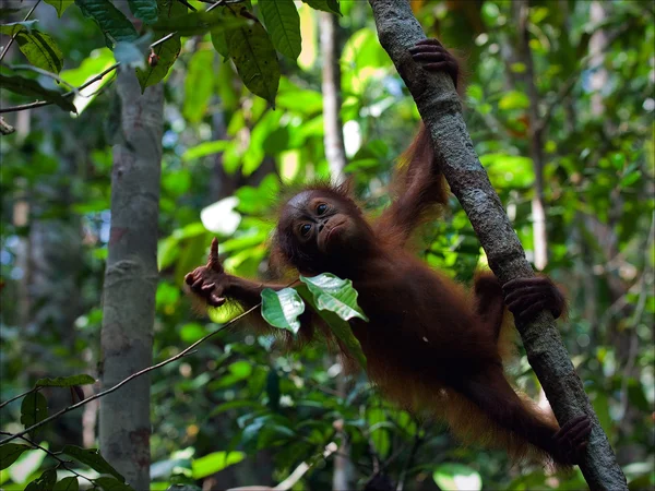 Mládě orangutana na větvi. — Stock fotografie