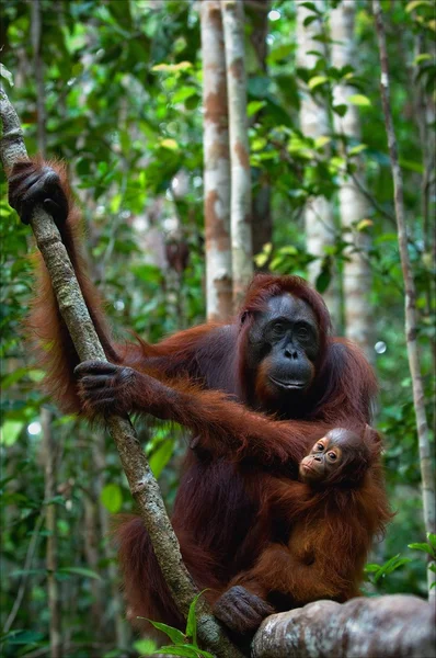 Erkek orangutanın bir yavrusu ile. — Stok fotoğraf