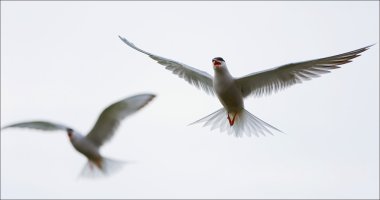 Two terns in air. clipart