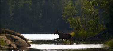 Elk