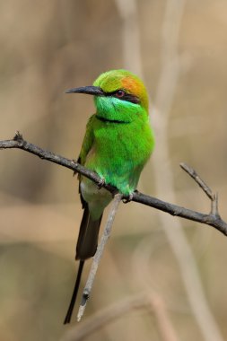 The Green Bee-eater. clipart
