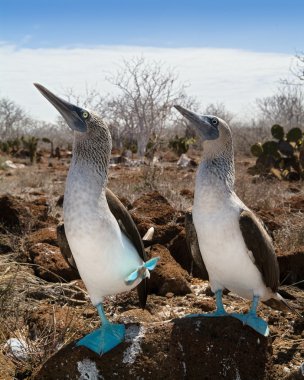 Marriage dances of Blue-footed Boobyis clipart