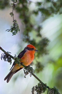 The Vermilion Flycatcher. clipart