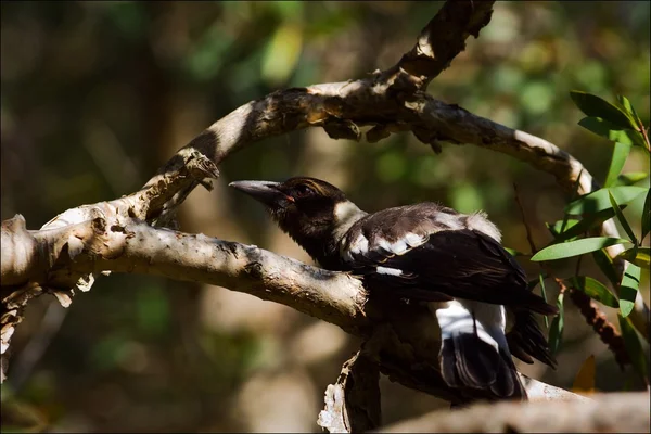 Australian magpie studies a knot.