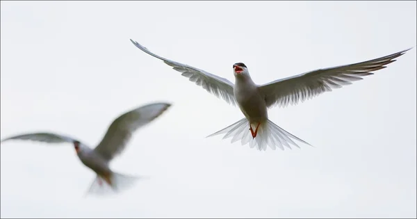 在空气中的两个燕鸥. — 图库照片