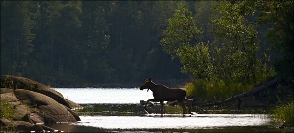 stock image Elk