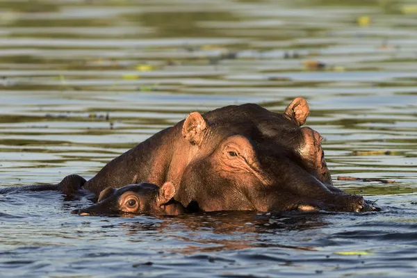 Hipopotam z dzieckiem. — Zdjęcie stockowe