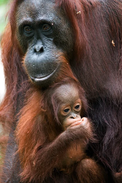 Orangutang med en unge — Stockfoto
