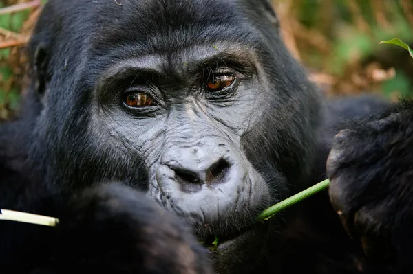 The gorilla eating. — Stock Photo, Image