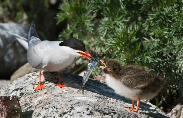 Feeding of a baby bird. — Stock Photo, Image