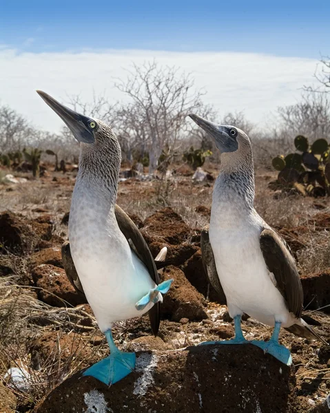 Marriage dances of Blue-footed Boobyis — Stock Photo, Image