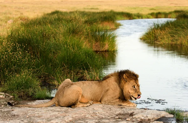 水まき場所のライオン. — ストック写真