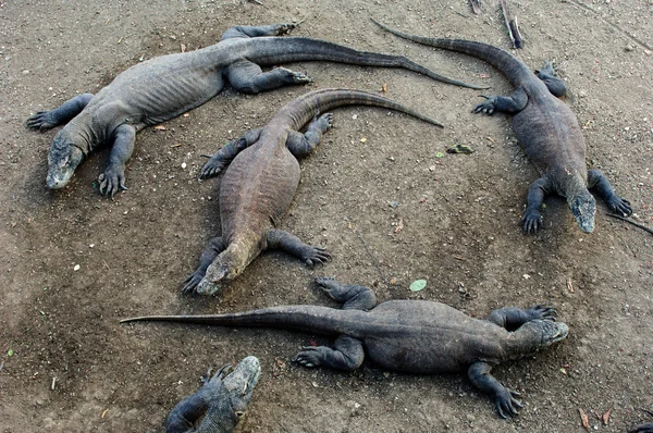 Komodo dragons have a rest. — Stock Photo, Image