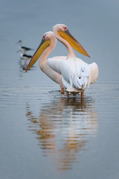 stock image Two pelicans.