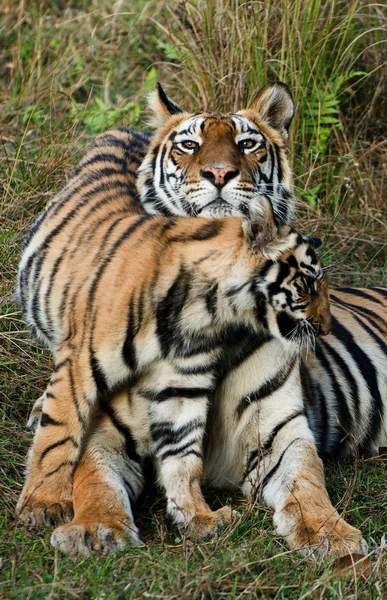Тигрица с котенком . — стоковое фото