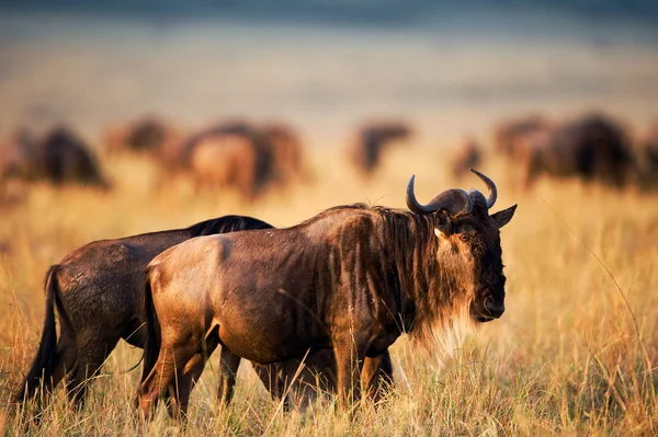 Günbatımı üzerinde wildebeest. — Stok fotoğraf