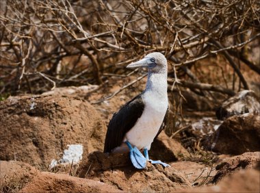Blue-footed booby. clipart