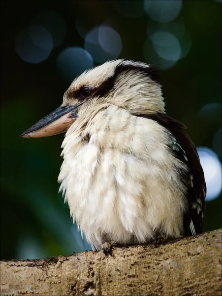 Retrato de Kookaburra . — Fotografia de Stock