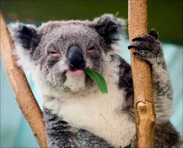 O coala em ramos de eucalipto . — Fotografia de Stock