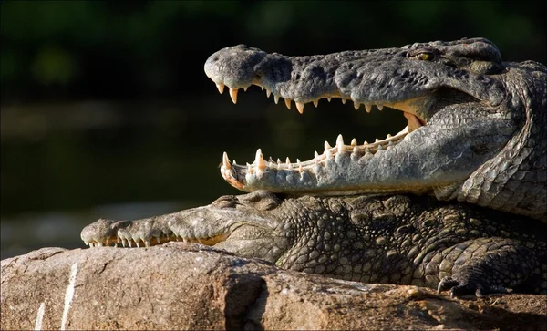 Boca de um crocodilo . — Fotografia de Stock