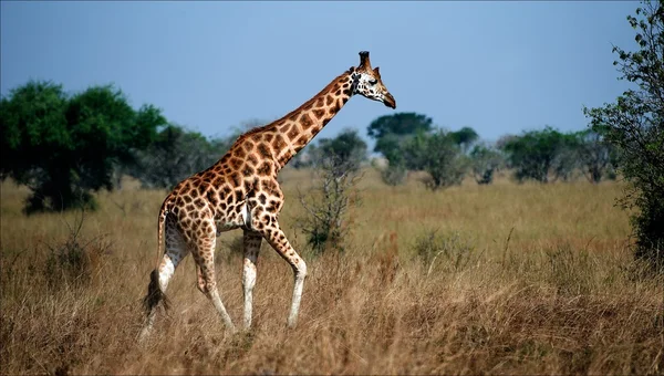 Giraffa camelopardalis. 2. — Foto Stock