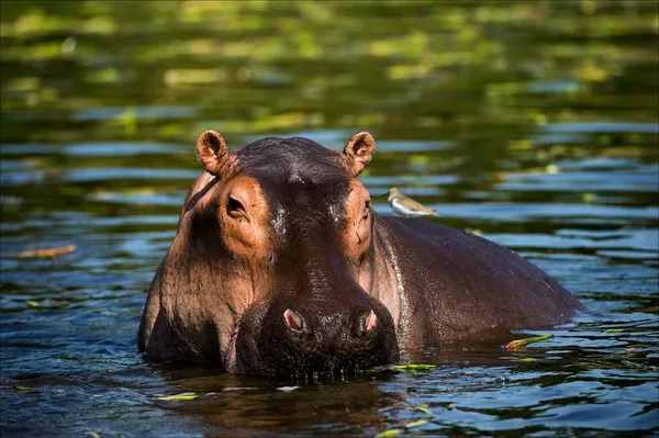 O hipopótamo . — Fotografia de Stock