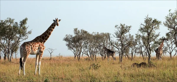 Žirafy. — Stock fotografie