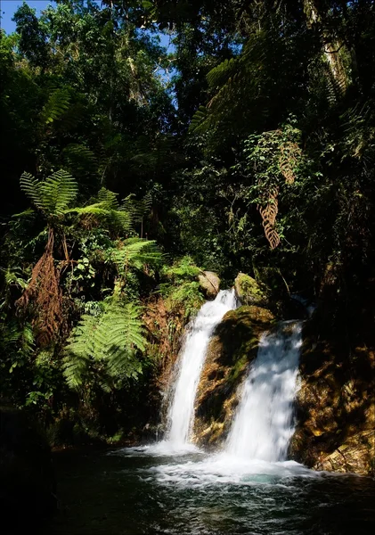 Vattenfall i bwindi skog. 3 — Stockfoto