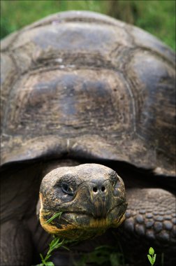 Galapagos kaplumbağası.