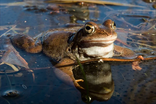 The Common Frog. — Stock Photo, Image