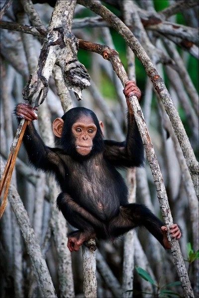 Dziecko szympansa. — Zdjęcie stockowe