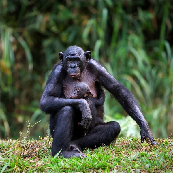 Бонобо с детёнышем . — стоковое фото