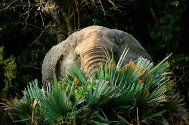 Portrait of an elephant behind leaves. clipart