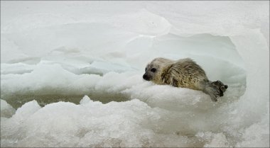 White-coat seal. clipart