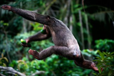 şempanze kaçar.