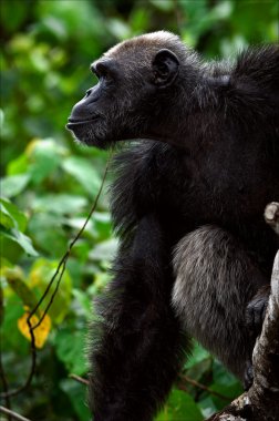 Portrait of a chimpanzee in a profile. clipart