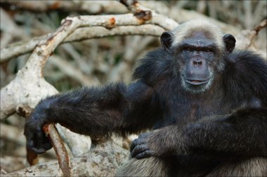 Portrait of a chimpanzee in branches mangrove thickets. clipart