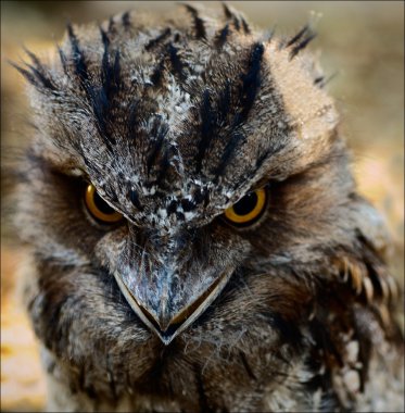 Frogmouth. clipart