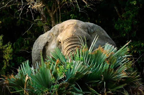 Stock image Portrait of an elephant behind leaves.