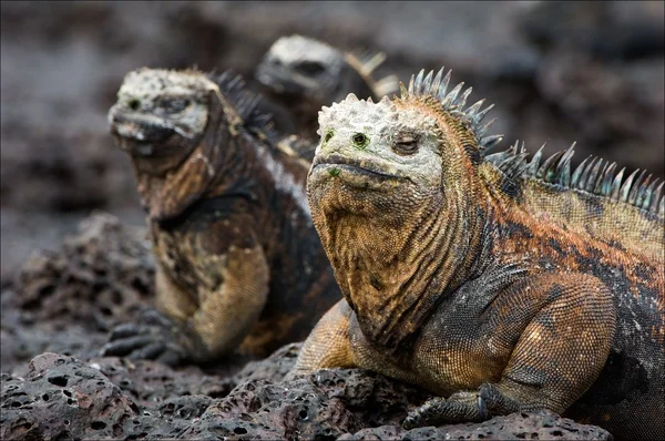 La iguana marina posa. 3. —  Fotos de Stock
